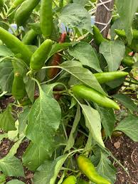 Afbeeldingsresultaat voor Szegedi 80 hot pepper