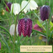 Attēlu rezultāti vaicājumam “Meleagris”