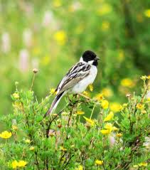 Image result for Emberiza pallasi