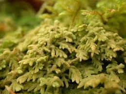 Attēlu rezultāti vaicājumam “Trichocolea tomentella”