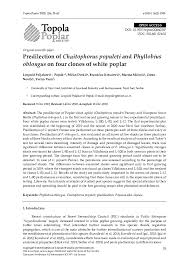 Attēlu rezultāti vaicājumam “Chaitophorus populeti”