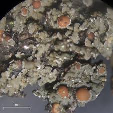 Attēlu rezultāti vaicājumam “Parmeliella triptophylla”