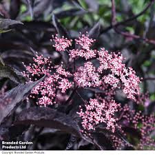 Attēlu rezultāti vaicājumam “Sambucus nigra flower”