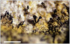 Attēlu rezultāti vaicājumam “Sclerophora farinacea”