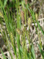 Attēlu rezultāti vaicājumam “Carex lasiocarpa”