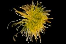 Attēlu rezultāti vaicājumam “Trentepohlia sp.”