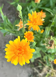 Attēlu rezultāti vaicājumam “Calendula officinalis”