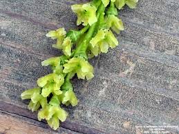 Attēlu rezultāti vaicājumam “Populus x petrowskyana flower”