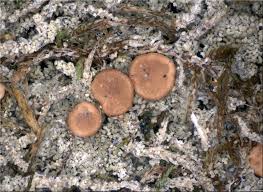 Attēlu rezultāti vaicājumam “Bacidia rubella”