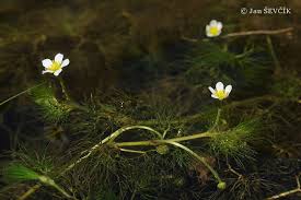 Attēlu rezultāti vaicājumam “Batrachium”