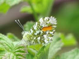 Attēlu rezultāti vaicājumam “Anthocharis cardamines underside”