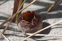 Attēlu rezultāti vaicājumam “Peziza ammophila”