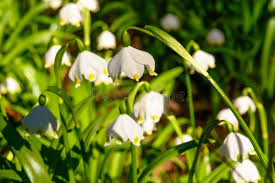 Attēlu rezultāti vaicājumam “Amarillidaceae”