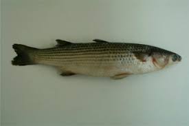 Image result for Chelon ramada