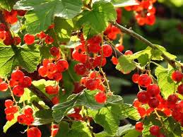 Attēlu rezultāti vaicājumam “Ribes alpinum”