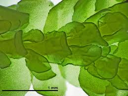 Attēlu rezultāti vaicājumam “Porella cordaeana”