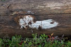 Attēlu rezultāti vaicājumam “Antrodia crassa”