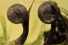 Attēlu rezultāti vaicājumam “Lamproderma puncticulatum”