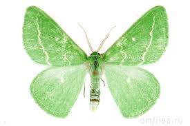 Attēlu rezultāti vaicājumam “Thetidia smaragdaria”