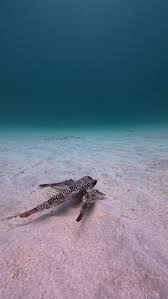 Image result for Dactylopterus volitans