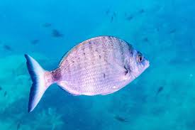 Image result for Diplodus