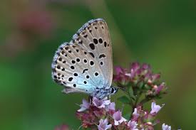 Attēlu rezultāti vaicājumam “Phengaris arion underside”