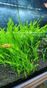 「扭蘭」的圖片搜尋結果