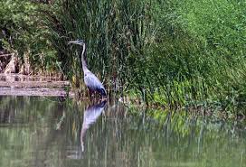 Image result for heron
