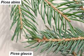 Attēlu rezultāti vaicājumam “Picea abies leaf”