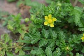 Attēlu rezultāti vaicājumam “Potentilla supina flower”