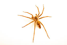 Attēlu rezultāti vaicājumam “Pisaura mirabilis”