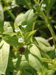 Attēlu rezultāti vaicājumam “Myosotis sparsiflora flower”