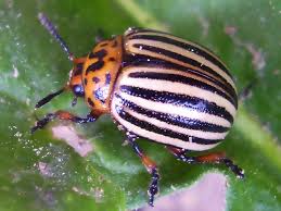 Attēlu rezultāti vaicājumam “Leptinotarsa decemlineata”