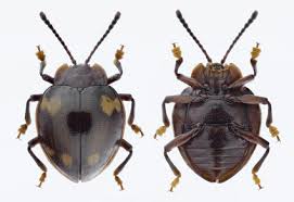 Attēlu rezultāti vaicājumam “Endomychidae”