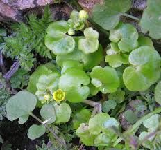 Attēlu rezultāti vaicājumam “Saxifraga cymbalaria flower”