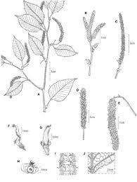 Attēlu rezultāti vaicājumam “Betula humilis male flower”
