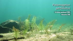 Attēlu rezultāti vaicājumam “Potamogeton perfoliatus flower”