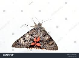 Attēlu rezultāti vaicājumam “Catocala sponsa”