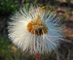Attēlu rezultāti vaicājumam “Tussilago farfara flower”
