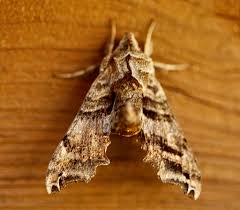 Attēlu rezultāti vaicājumam “Sphingidae”