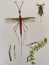 Attēlu rezultāti vaicājumam “Ranatra linearis”