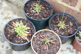 Attēlu rezultāti vaicājumam “Androsace septentrionalis”