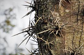 Attēlu rezultāti vaicājumam “Gleditsia triacanthos bud”