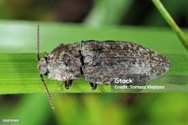 Attēlu rezultāti vaicājumam “Hemicrepidius sp.”