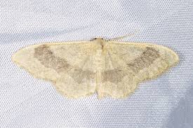 Attēlu rezultāti vaicājumam “Idaea aversata”