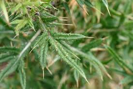 Attēlu rezultāti vaicājumam “Cirsium vulgare leaf”