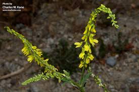 Attēlu rezultāti vaicājumam “Melilotus officinalis”