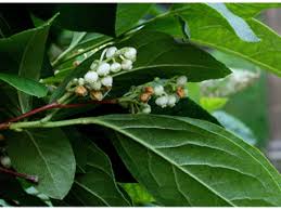 Attēlu rezultāti vaicājumam “Lignydium muscorum young”