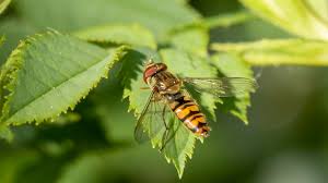 Attēlu rezultāti vaicājumam “Episyrphus balteatus”