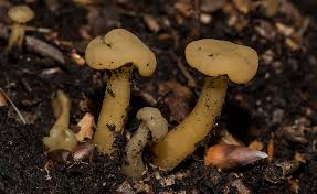 Attēlu rezultāti vaicājumam “Leotia lubrica”